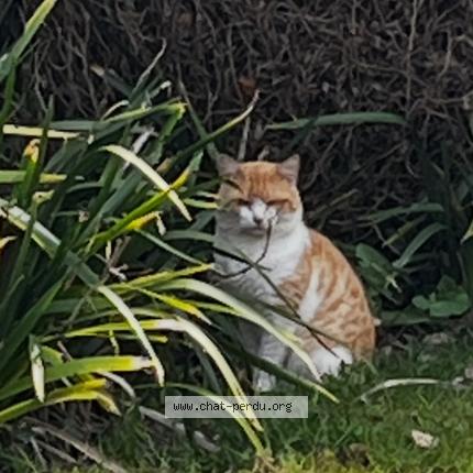 Foto 1/1 Gato encontrado Encontrado en Saint lormel