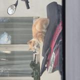 Foto del gato perdido en Ecardenville La Campagne