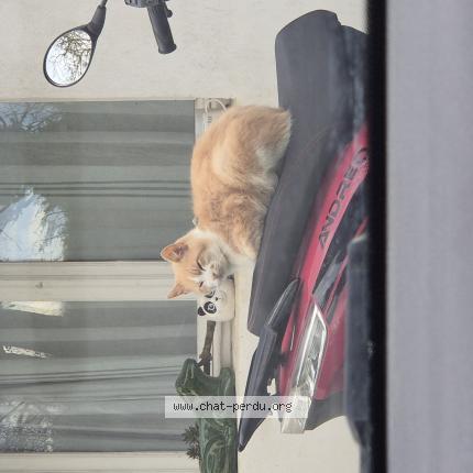 Foto 1/1 Hâpi Chat perdido en Ecardenville la campagne