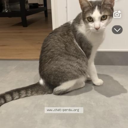Foto 1/1 Mimou Chat perdido en Saint andre goule d oie