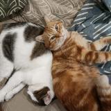 Foto del gato perdido en Saintes