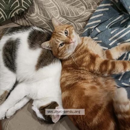 Foto 1/1 Happy Chat perdido en Saintes