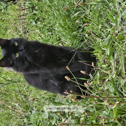 Foto 1/1 Kh&eacute;ops Chat perdido en Rosny sous bois
