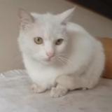 Foto del gato perdido en Islamabad