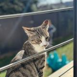 Foto del gato perdido en Eaubonne