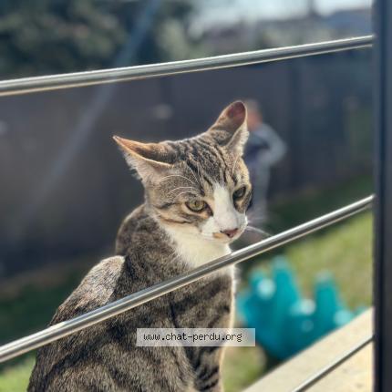 Foto 1/1 Edlane CHEIKH Chat perdido en Eaubonne