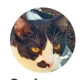 Foto del gato perdido en Saint Aubin De Medoc