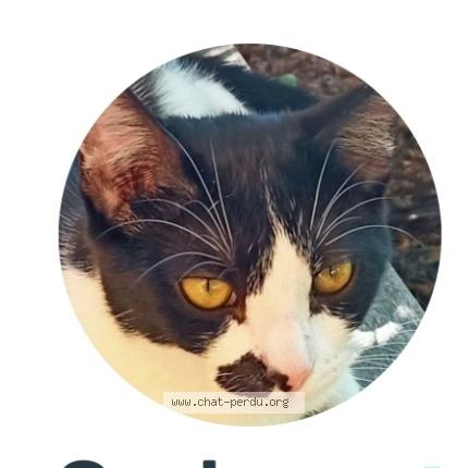 Foto 1/1 Sherlock corben Chat perdido en Saint aubin de medoc