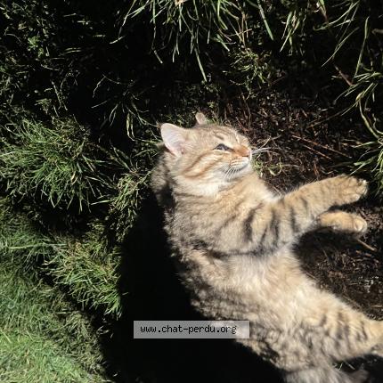 Foto 1/1 Gato encontrado Encontrado en St privat des vieux