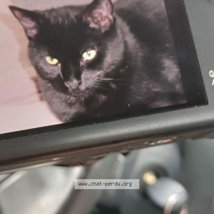 Foto 1/1 Ramsès Chat perdido en Sermange