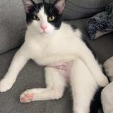 Foto del gato perdido en Le Coudray Montceaux