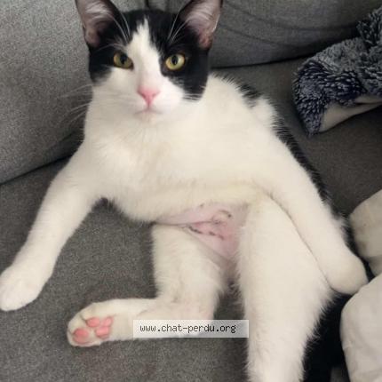 Foto 1/1 Pippin Chat perdido en Le coudray montceaux