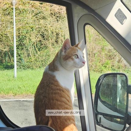 Foto 1/1 Milo Chat perdido en Vannes