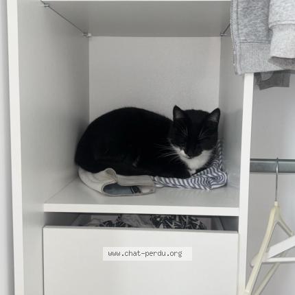 Foto 1/1 Yuki Chat perdido en Saint alban