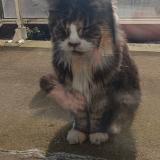 Foto de gato encontrado en Nantes