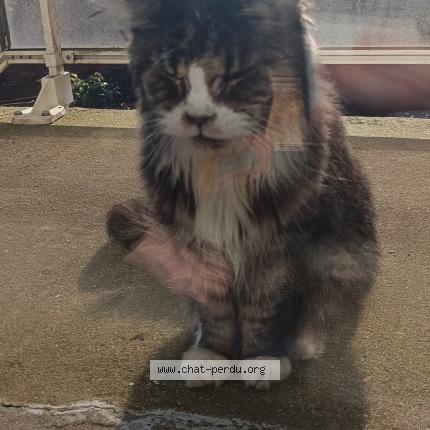 Foto 1/1 Gato encontrado Encontrado en Nantes