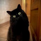 Foto del gato perdido en Deols