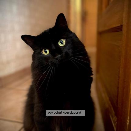 Foto 1/1 Arès Chat perdido en Deols