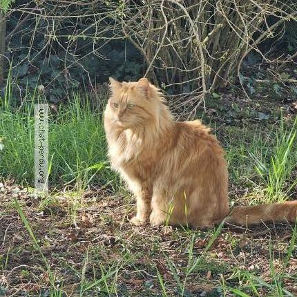 Foto 1/1 ULYSS Chat perdido en Champtoce loire