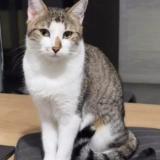 Foto del gato perdido en Saint Orens De Gameville