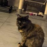 Foto del gato perdido en Theding