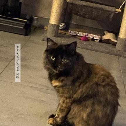 Foto 1/1 Cookie Chat perdido en Theding