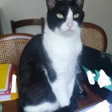 Foto del gato perdido en Colomiers