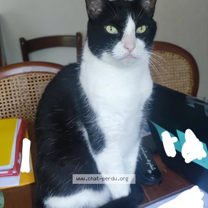 Foto 1/1 Charly Chat perdido en Colomiers