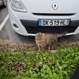 Foto de gato encontrado en Valenciennes