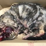 Foto de gato encontrado en Pont De Beauvoisin