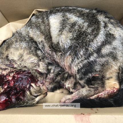 Foto 1/1 Gato encontrado Encontrado en Pont de beauvoisin