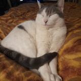 Foto del gato perdido en Paris