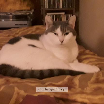 Foto 1/1 JADE Chat perdido en Paris