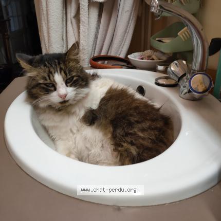 Foto 1/1 GORDO - TCHOUPY - SANCHO Chat perdido en Le bouscat