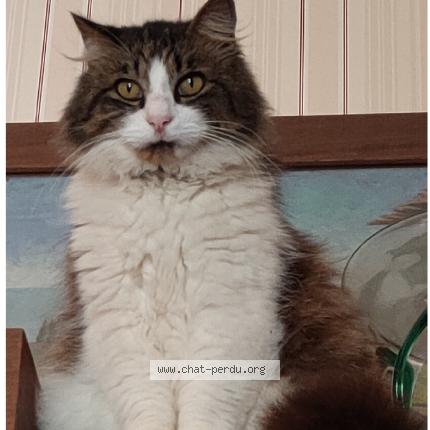 Foto 1/1 GORDO - TCHOUPY - SANCHO Chat perdido en Le bouscat