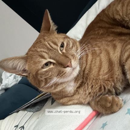 Foto 1/1 Naruto Chat perdido en Saint nazaire