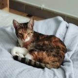 Foto del gato perdido en Les Gonds