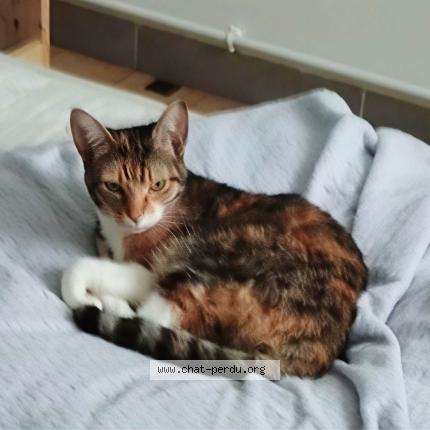 Foto 1/1 H&eacute;ra Chat perdido en Les gonds