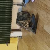 Foto del gato perdido en Beauvais