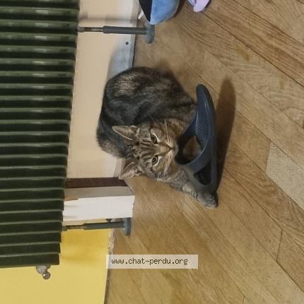 Foto 1/1 Ezio Chat perdido en Beauvais