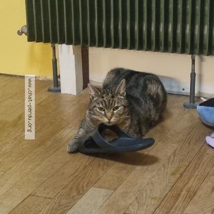 Foto 1/1 Ezio Chat perdido en Beauvais