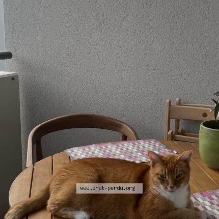 Foto 1/1 Tyler Chat perdido en Saint maurice colombier