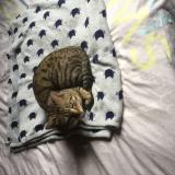 Foto del gato perdido en Villenave