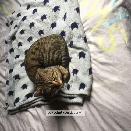 Foto 1/1 tigrou Chat perdido en Villenave