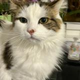 Foto del gato perdido en Villers Le Lac