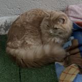 Foto del gato perdido en Morez