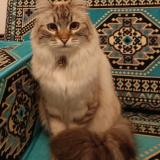 Foto del gato perdido en Perpignan