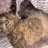 Foto del gato perdido en 13009 Marseille 09