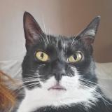 Foto del gato perdido en Chelles