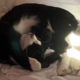 Foto del gato perdido en Castets Et Castillon